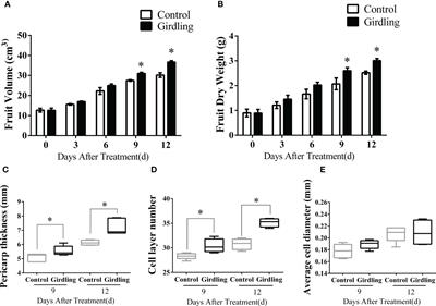 Girdling promotes tomato fruit enlargement by enhancing fruit sink strength and triggering cytokinin accumulation